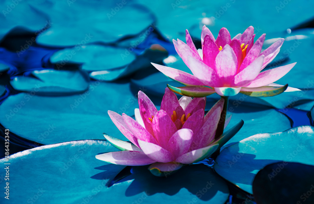 pink lotus water lily flowers blooming on water surface and blue leaf, purity nature background, symbol of buddhism