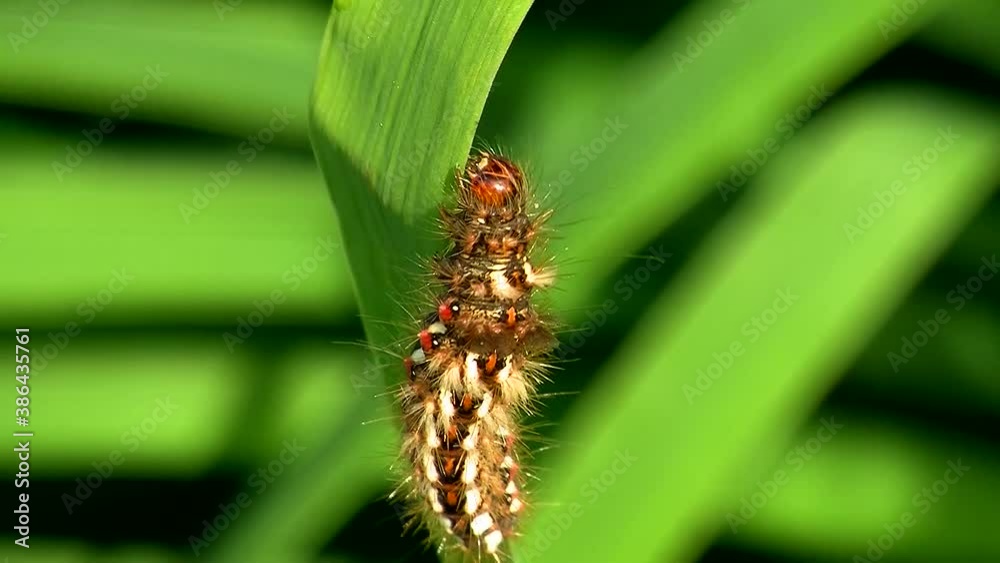 Die Raupe einer Ampfer-Rindeneule (Schmetterling) in Nahaufnahme krabbelt auf einem grünen Blatt 