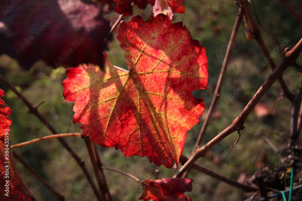 Rosse foglie di vite in autunno, primi piani in controluce Rosse foglie di vite in autunno, primi piani in controluce