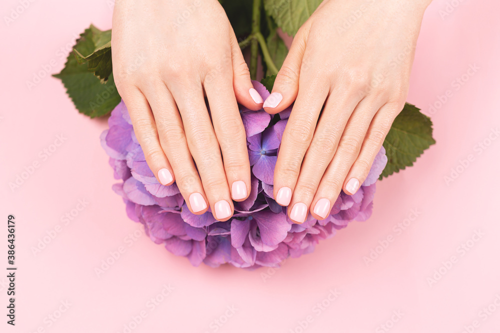 Fototapeta premium Woman hands with perfect pastel manicure holding hydrangea flower. Gentle pink nail polish, beautiful shape. Nail care concept.