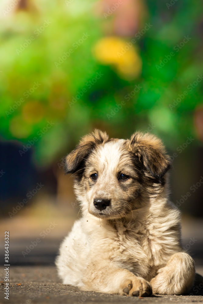 Portrait of a very cute fluffy puppy on a beautiful natural background