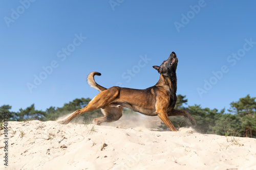 Belgian sheepdog or Malinois dog playing catch with a ball outdoors in a dune area © Leoniek