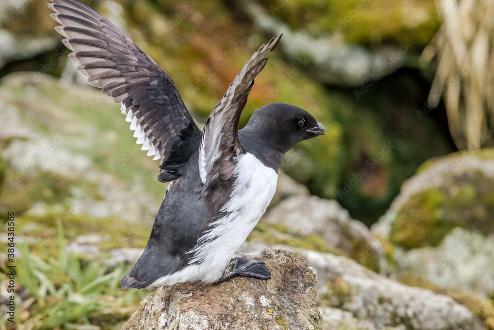 Fototapeta premium Dovekie (Alle alle) at least auklet colony in St. George Island, Alaska, USA