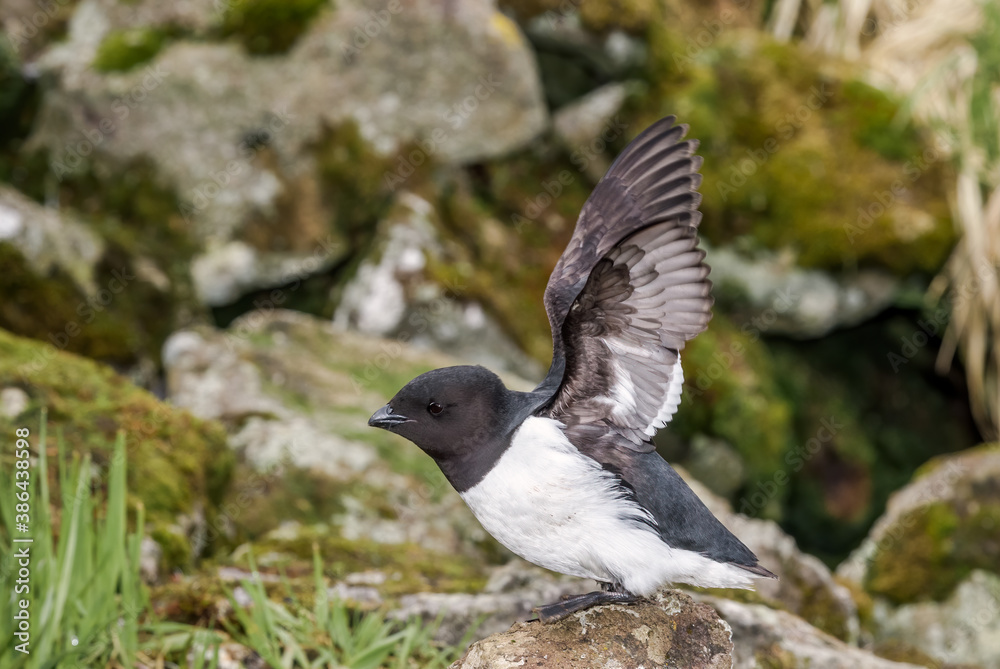 Fototapeta premium Dovekie (Alle alle) at least auklet colony in St. George Island, Alaska, USA