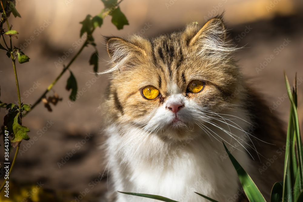 Fluffy persian cat outdoors on cold frosty days