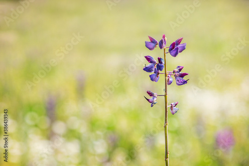 A blooming lupine flower (Lupinus) in the spring