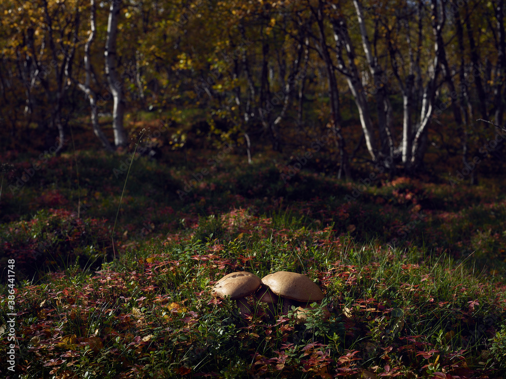 mushrooms in the forest mushrooms in the forest