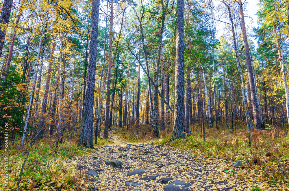 A path in the forest with yellow fallen leaves in autumn. A path in the forest with yellow fallen leaves in autumn.