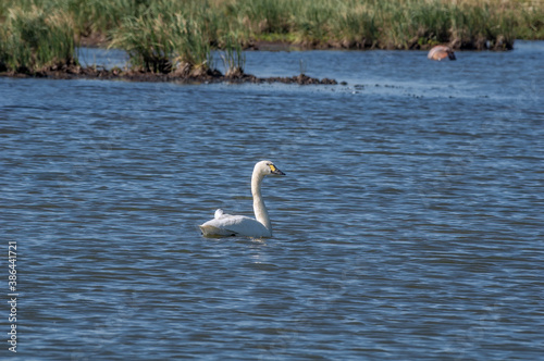 Bewick's Swan (Cygnus bewickii) in Barents Sea coastal area, Russia