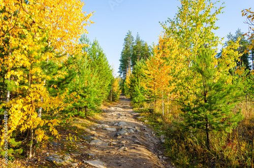 A path in the forest with yellow fallen leaves in autumn.