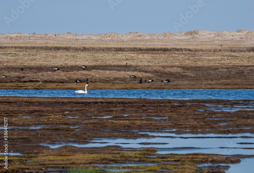 Bewick's Swan (Cygnus bewickii) in Barents Sea coastal area, Russia photo