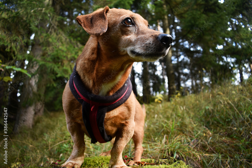 Dackel Hund mit Neujahrsvorsatz, Jagdhund hat die Umgebung im Blick, steht auf Baumstumpf im Wald und hält Wache Dackel Hund mit Neujahrsvorsatz, Jagdhund hat die Umgebung im Blick, steht auf Baumstumpf im Wald und hält Wache