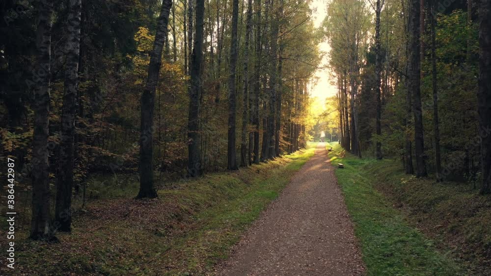 Autumn park with alley. Fall nature. no people
