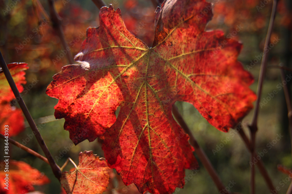 Foglie di vite in autunno, primi piani di un rosso intenso in controluce Foglie di vite in autunno, primi piani di un rosso intenso in controluce