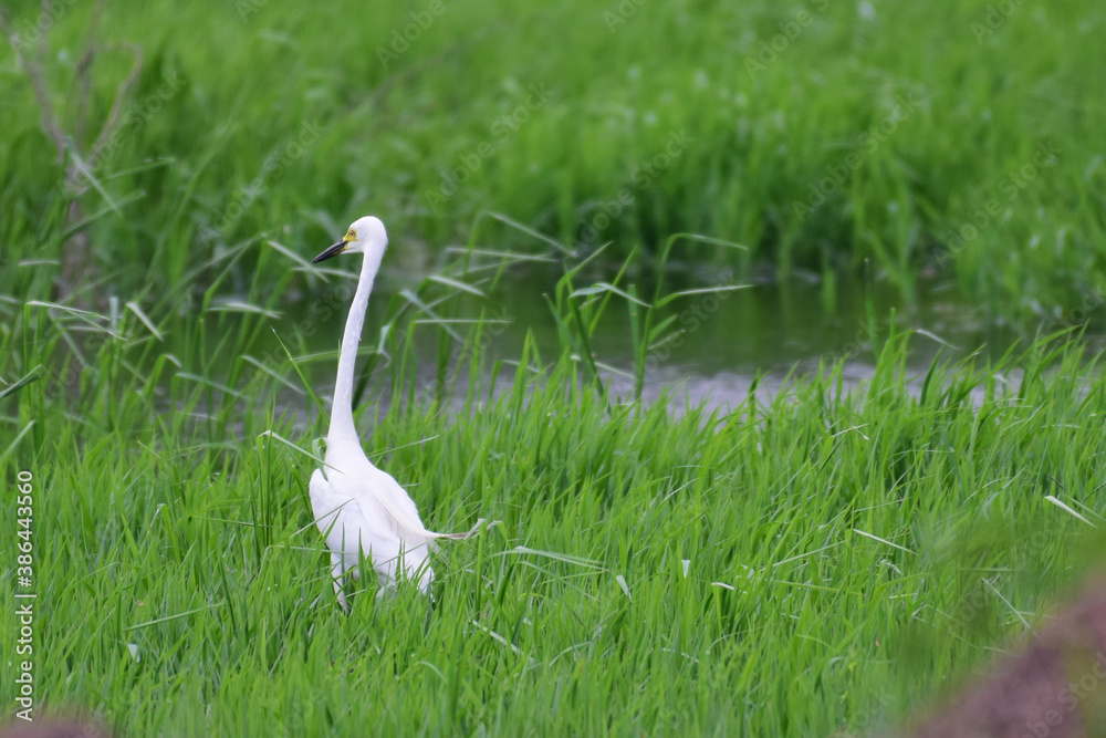 Fototapeta premium Egret waiting to catch a fish at the Keolodeo National Park in Bharatpur, India