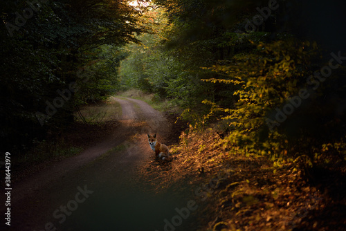 fox in autumn forest at sunset