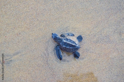 tortugas marinas pequeñas