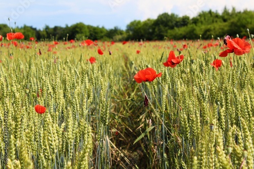 Poppy's path