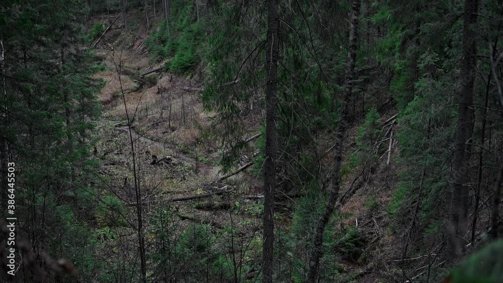 A clean cool stream on the side of a mountain in a picturesque old mossy forest. A clean cool stream on the side of a mountain in a picturesque old mossy forest.