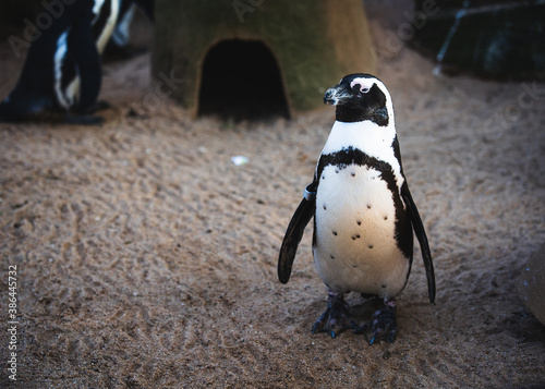 Pinguin im Zoo schaut in Kamera