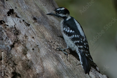 Downy Woodpecker walking on tree. Hairy woodpecker beak  head  and body