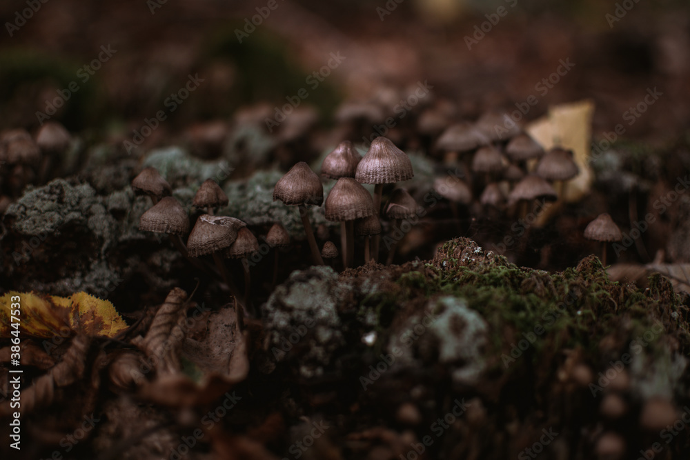 champignons champignons
