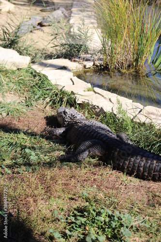alligator au zoo