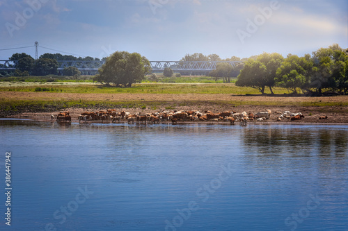 Kuhherde am Fluss
