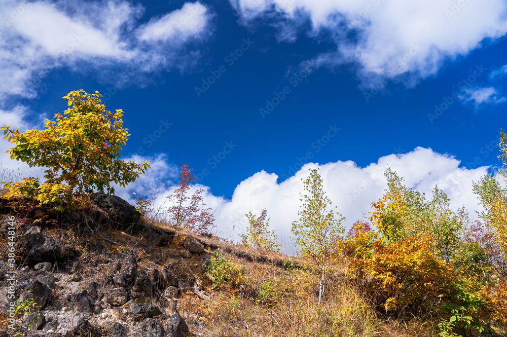 Fototapeta premium 秋の乗鞍高原 黄色い紅葉と青空