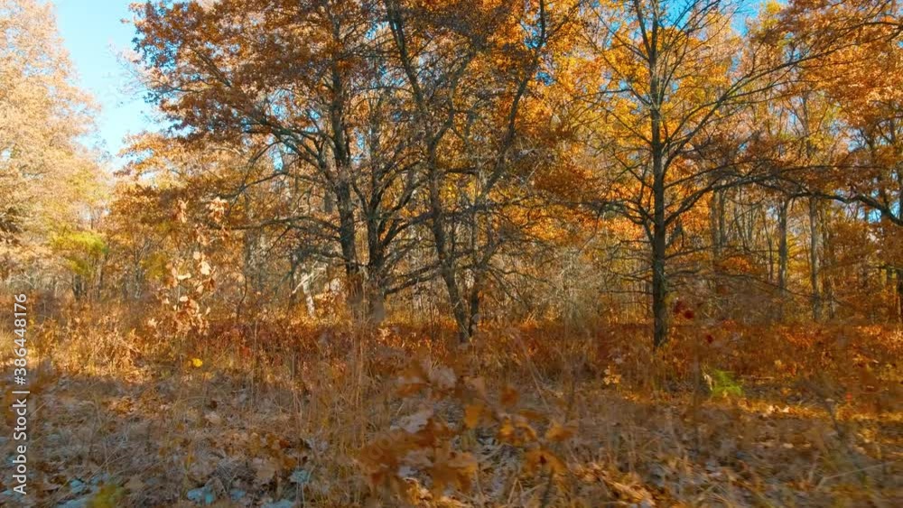autumn oak forest on a Sunny day with brown foliage against a blue sky autumn oak forest on a Sunny day with brown foliage against a blue sky