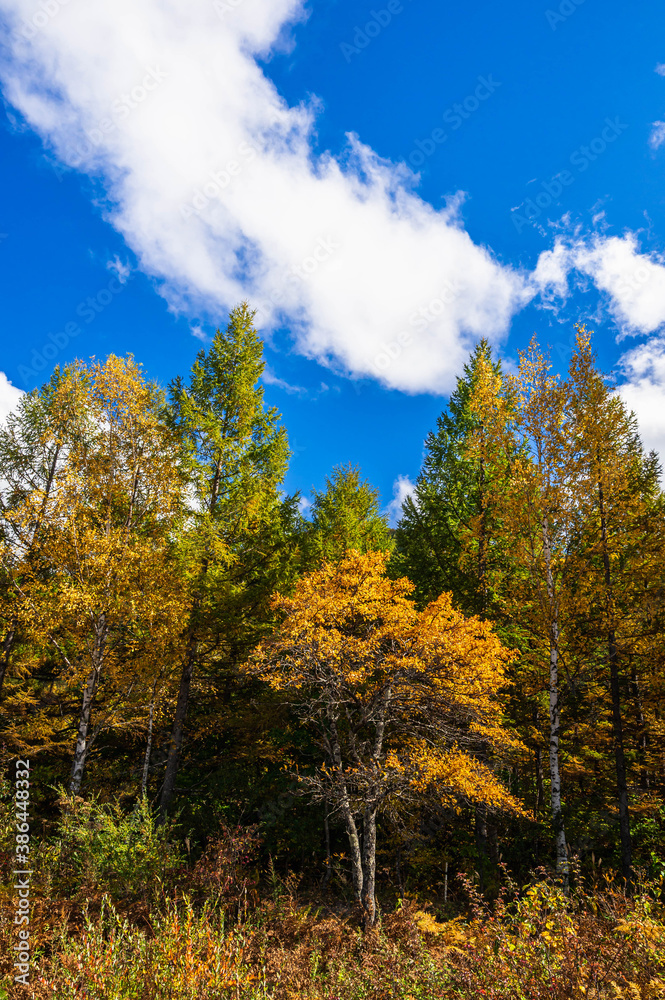 Naklejka premium カラマツの木と青空