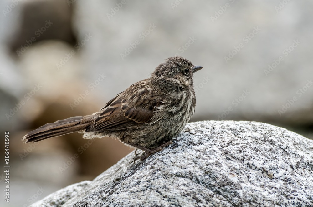 Song Sparrow (Melospiza melodia) at Chowiet Island, Semidi Islands, Alaska, USA Song Sparrow (Melospiza melodia) at Chowiet Island, Semidi Islands, Alaska, USA