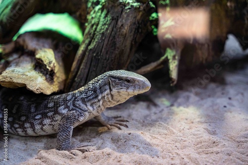 Fotografia Reptile dragon dans son vivarium
