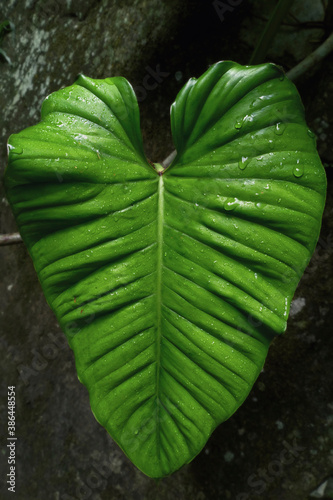 Elephant ear leaf in the rainforest