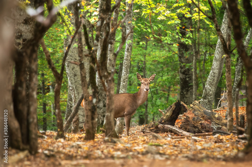 Portrait of a red deer (Cervus elaphus) on a blurry background. Deer in the forest.