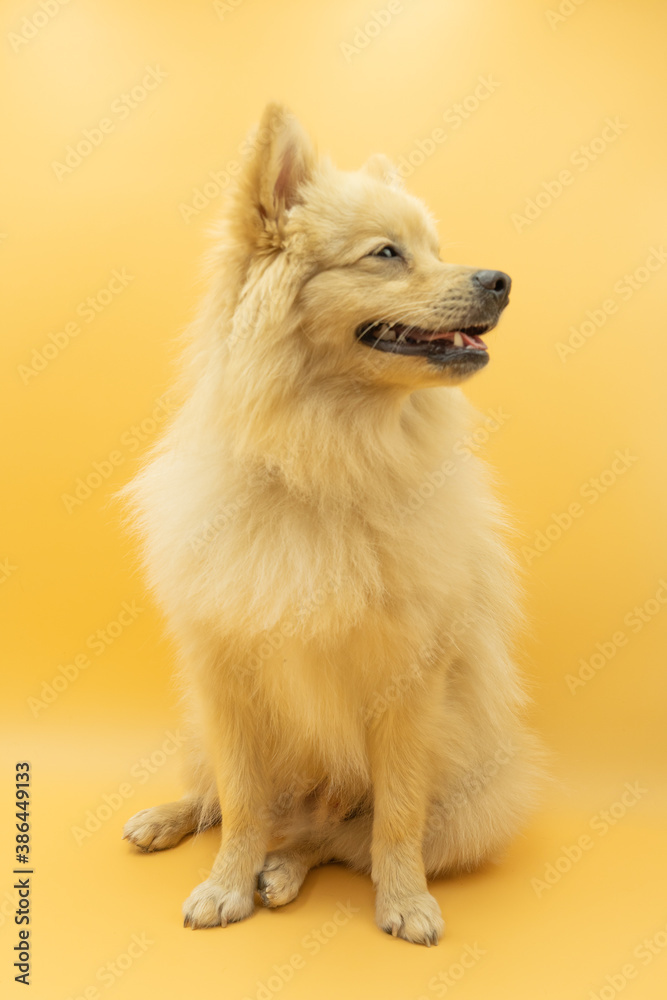 full body of german spitz dog looking like a wolf looking right with tongue out, custard yellow background full body of german spitz dog looking like a wolf looking right with tongue out, custard yellow background