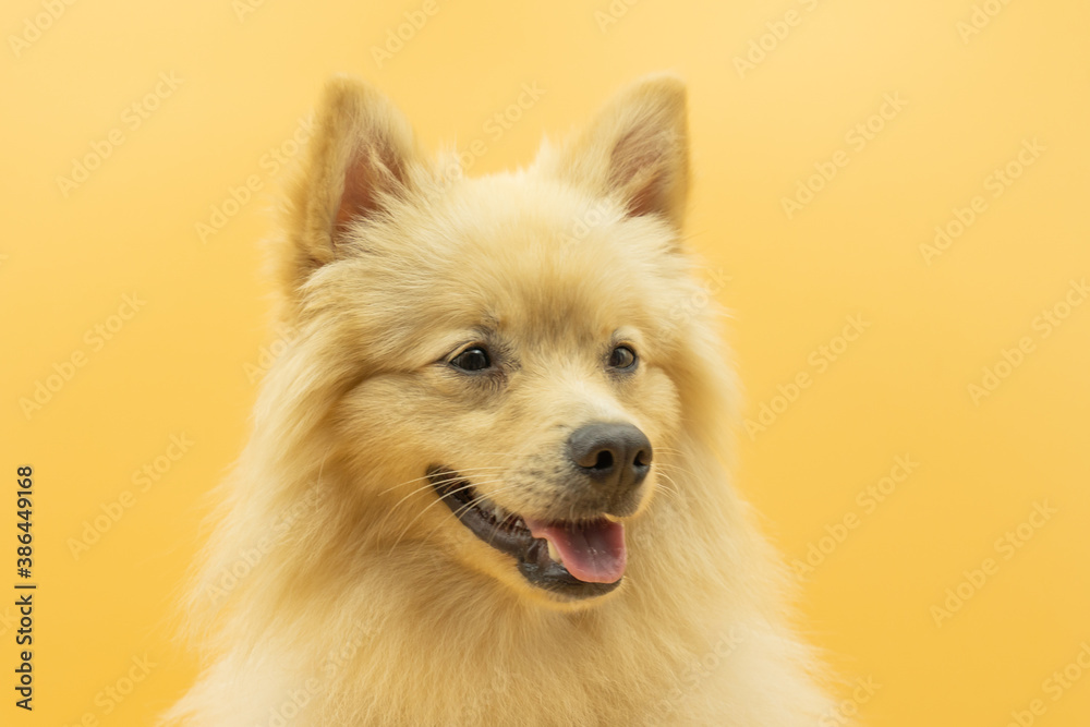 Portrait of german spitz dog that looks like a wolf looking smiling with tongue out, custard yellow background