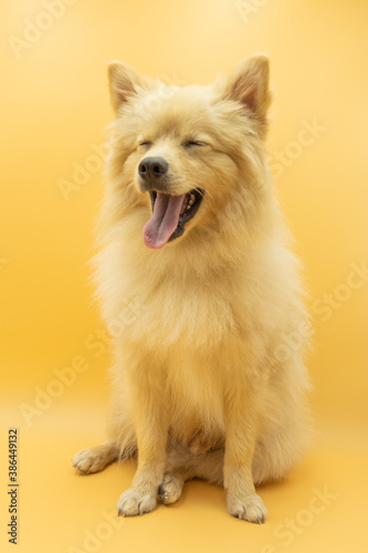 full body of german spitz dog that looks like a wolf smiling to the front with tongue out and eyes closed, custard yellow background © MinekPSC