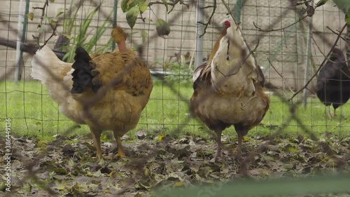 Hens in a farm behind the fence