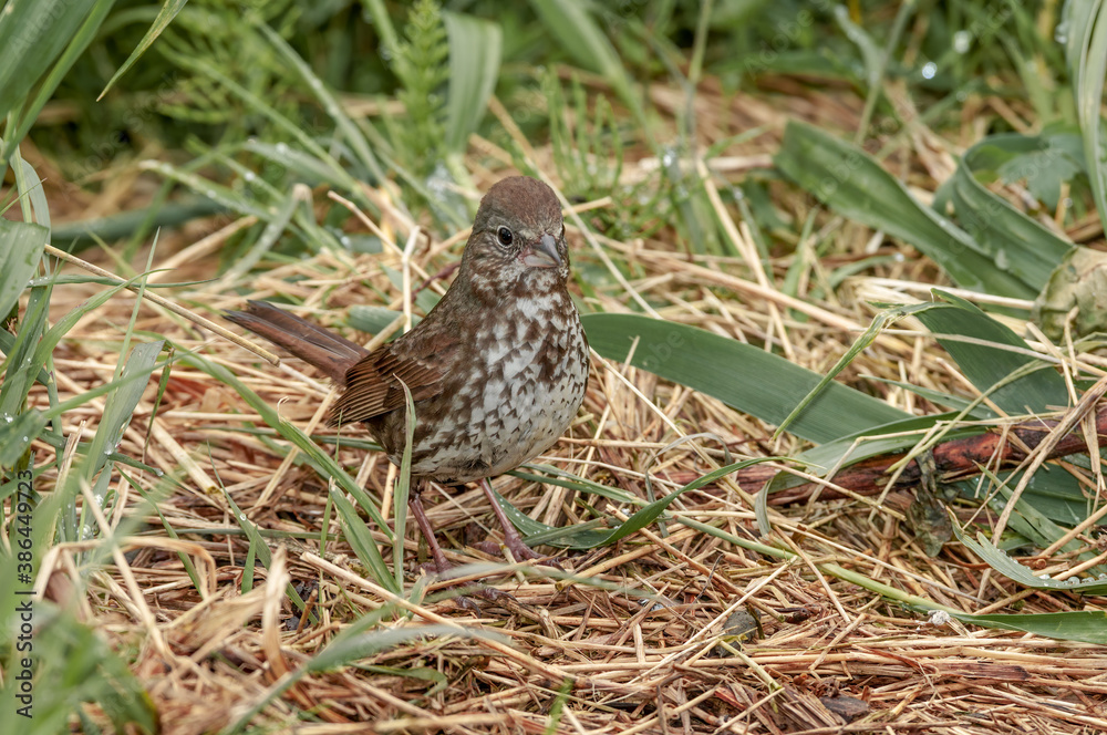 Fox Sparrow (Passerella iliaca) at Chowiet Island, Semidi Islands, Alaska, USA Fox Sparrow (Passerella iliaca) at Chowiet Island, Semidi Islands, Alaska, USA