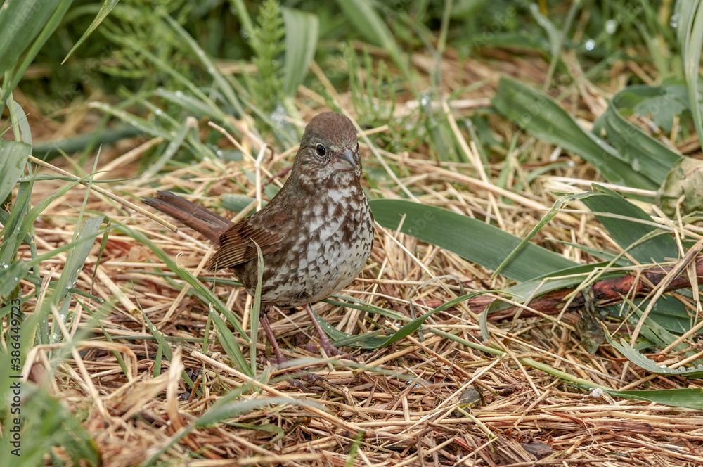 Fox Sparrow (Passerella iliaca) at Chowiet Island, Semidi Islands, Alaska, USA