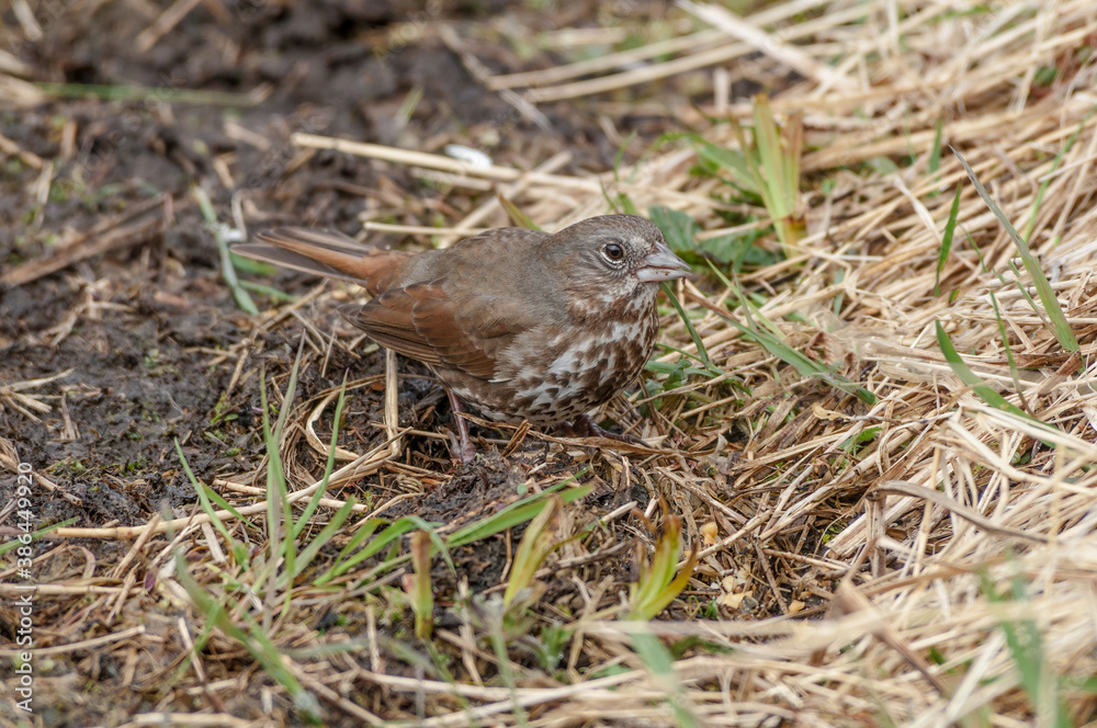 Fox Sparrow (Passerella iliaca) at Chowiet Island, Semidi Islands, Alaska, USA Fox Sparrow (Passerella iliaca) at Chowiet Island, Semidi Islands, Alaska, USA