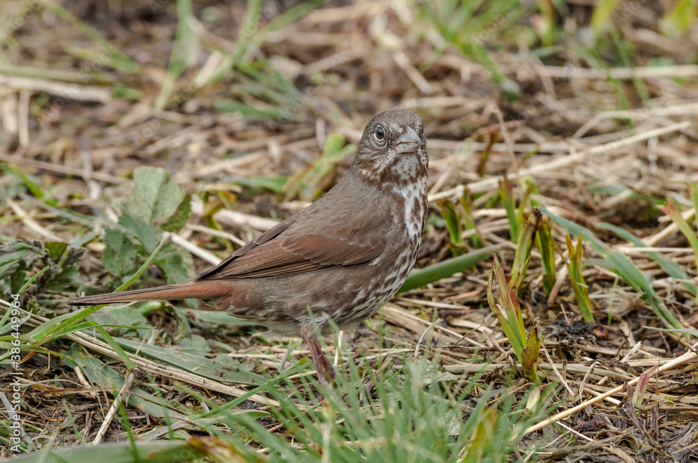 Fox Sparrow (Passerella iliaca) at Chowiet Island, Semidi Islands, Alaska, USA Fox Sparrow (Passerella iliaca) at Chowiet Island, Semidi Islands, Alaska, USA
