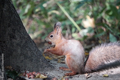 squirrel eating nut © Aleksey