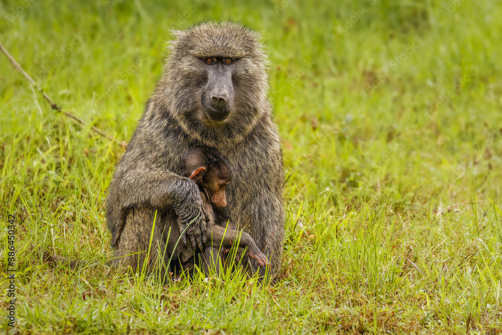 Chacma baboon (Papio ursinus) mother hugs young cute baboon baby, Lake Mutanda, Uganda.
Chacma baboon (Papio ursinus) mother hugs young cute baboon baby, Lake Mutanda, Uganda.