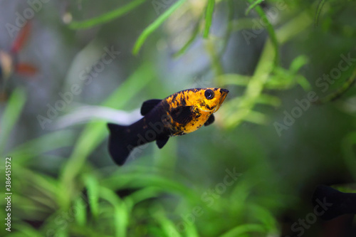 Lyretail molly Poecilia latipinna aquarium fish  in the fish tank(aquarium)