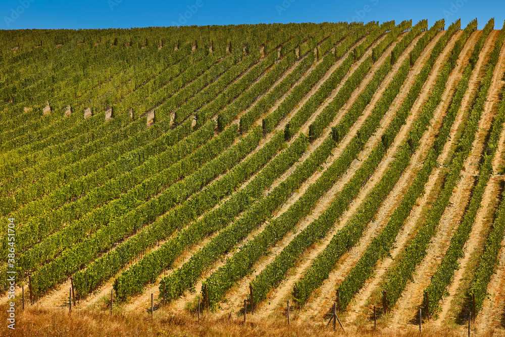 landscape of Chianti vineyard in Tuscany province in Italy landmark