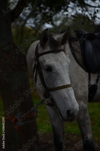 horse, animal, head, brown, portrait, farm, nature, equine, beautiful, mammal, equestrian, grass, stallion, horses, white, bridle, beauty, animals, riding, mane, mare, meadow, field, green, pasture
