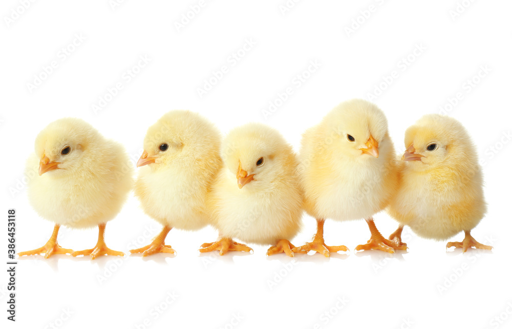 Cute fluffy baby chickens on white background. Farm animals