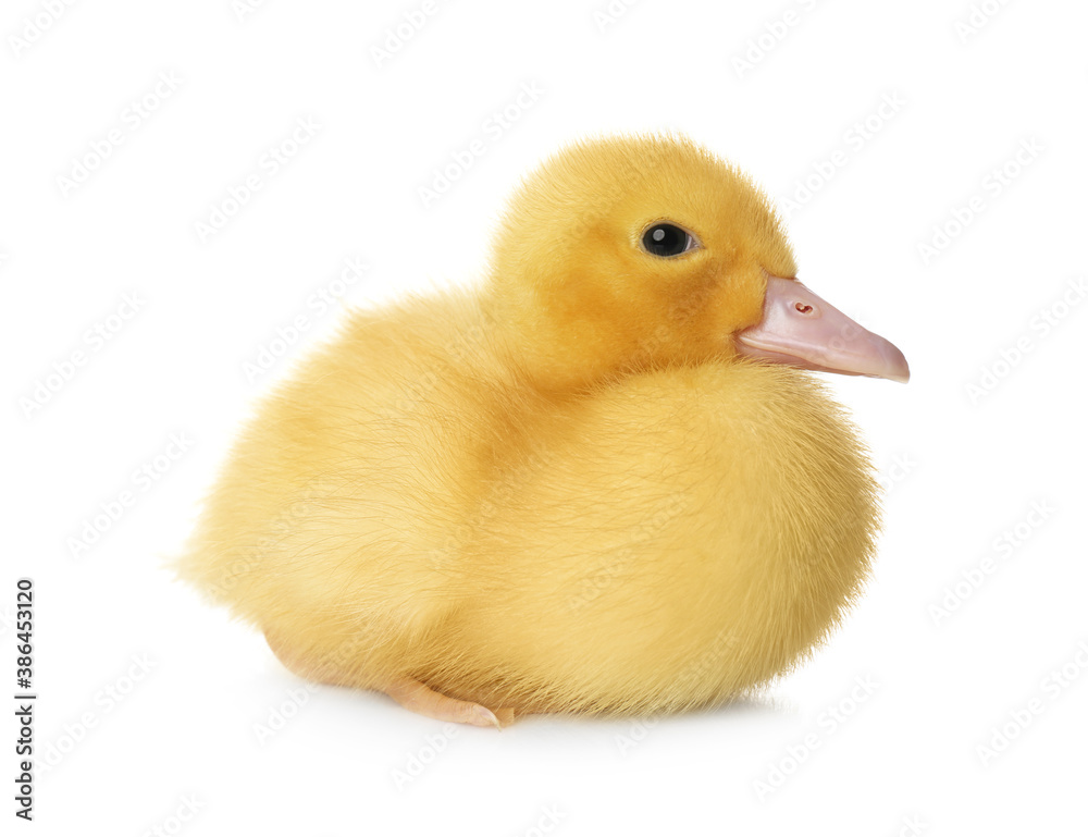Cute fluffy gosling on white background. Farm animal